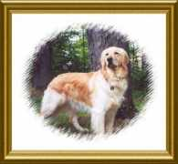 lakeshoregoldens.com Rayden