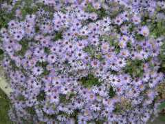 wemoss.org Raydon