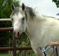 turningpointarabians.com Rayelle