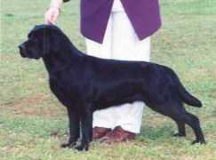 dogzonline.com.au Raymel