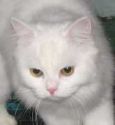Rayna