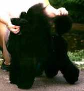 planetpoodle.de Raynon