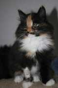 dogwebs.net Rayonna