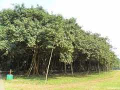 todaytourism.com Raypur
