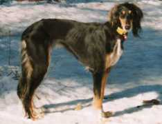 Raziza