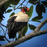 birdingpal.org Rcking