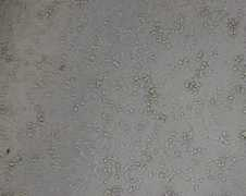 sinobiological.com Reagent