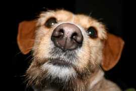 foursoftpaws.yuku.com Reakin