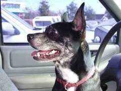 dogster.com Reamus