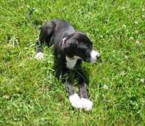gotpetsonline.com Reannon