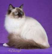 ragdoll.ca Rebelin