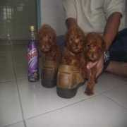 petfinder.my Rebina