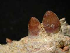 carionmineraux.com Rebouli