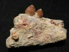 carionmineraux.com Rebouli