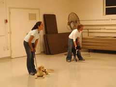 petdegreedogtraining.com Recalls