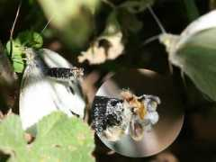 fotonatura.org Receptivo