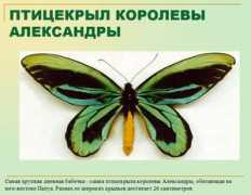 viki.rdf.ru Recordi