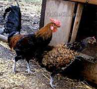 feathersite.com Redcap
