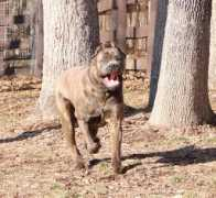 apexcanecorso.com Redek