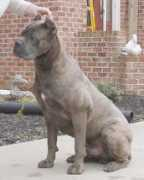 apexcanecorso.com Redek