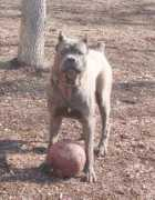 apexcanecorso.com Redek