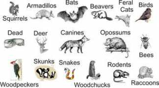 usanimalcontrol.com Redent