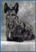 bayouscotties.com Redhan