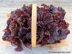 reneesgarden.com Redina