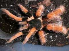 Redleg