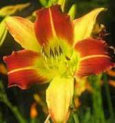 tedkarol.com Redlily