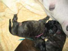 gunslingermastiffs.com Rednap
