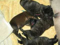 gunslingermastiffs.com Rednap