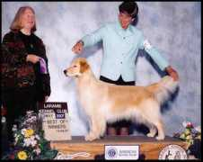 mariahgoldens.com Redog
