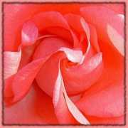 Redrose