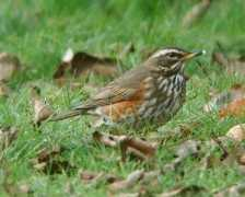 Redwing