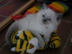 Reenah