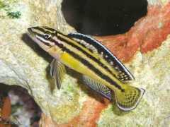 tsamisaquarium.gr Regani