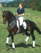 homeagainfarm.com Regazzoni
