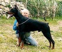 Regiroli