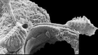 bryozoa.net Registo