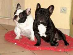 delalanderie.com Reglis