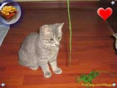 petflog.com Regoo