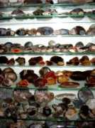 agat.wnoz.us.edu.pl Regulic