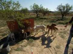 sos-galgos.net Rehala