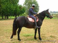poney-connemara-france.com Rehann