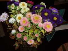 thalie.daedelys.org Reines