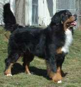 barkingbunch.nl Reizer