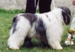 zgangudlugich.kennel.pl Rejent