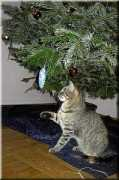 Rejit