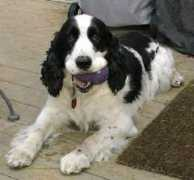springerrescue.org Releigh